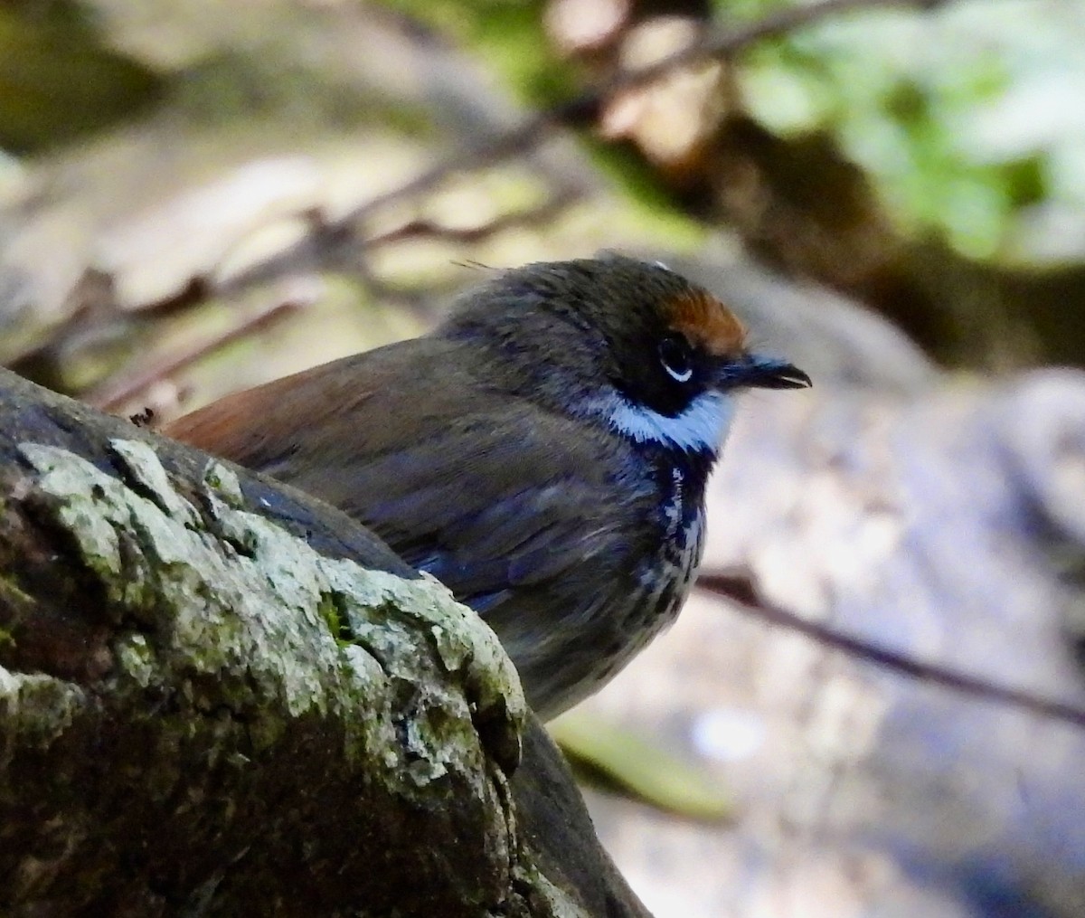 Australian Rufous Fantail - ML644546838