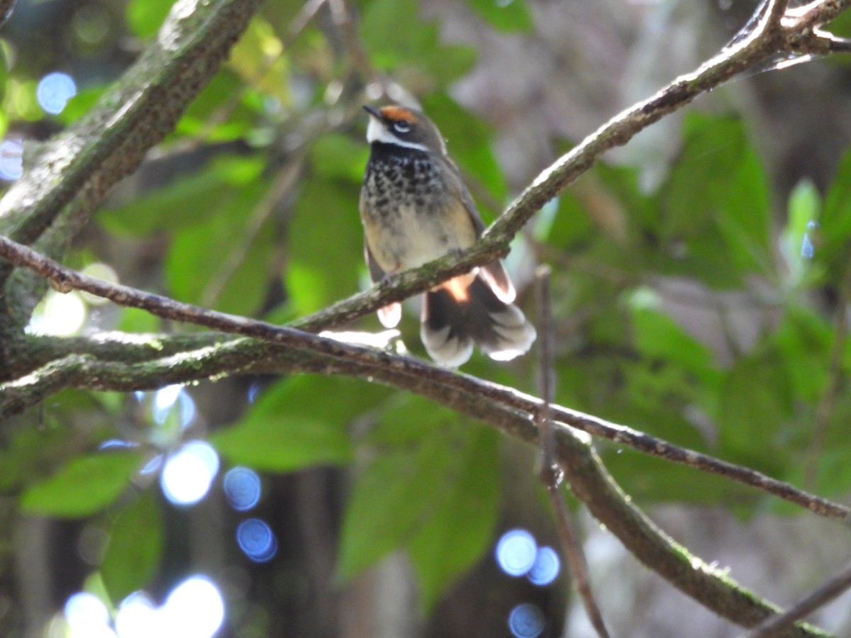 Australian Rufous Fantail - ML644546839