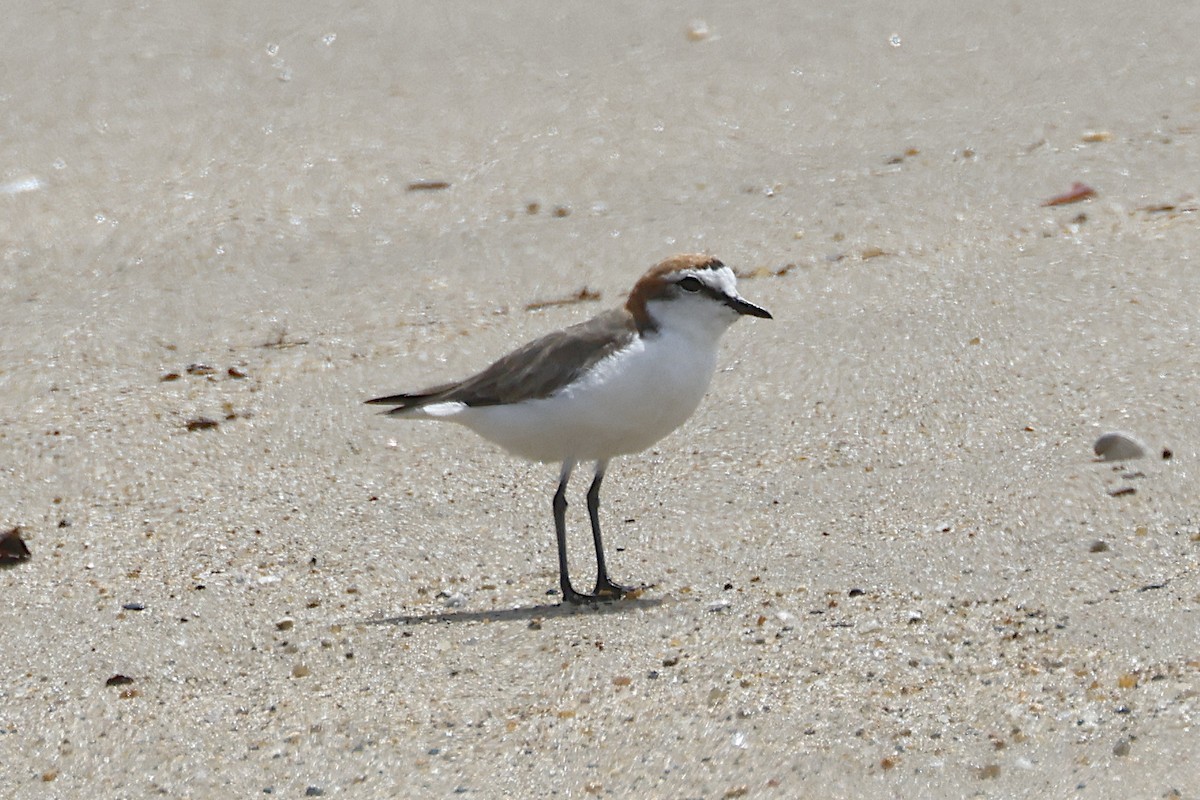 Red-capped Plover - ML644546840