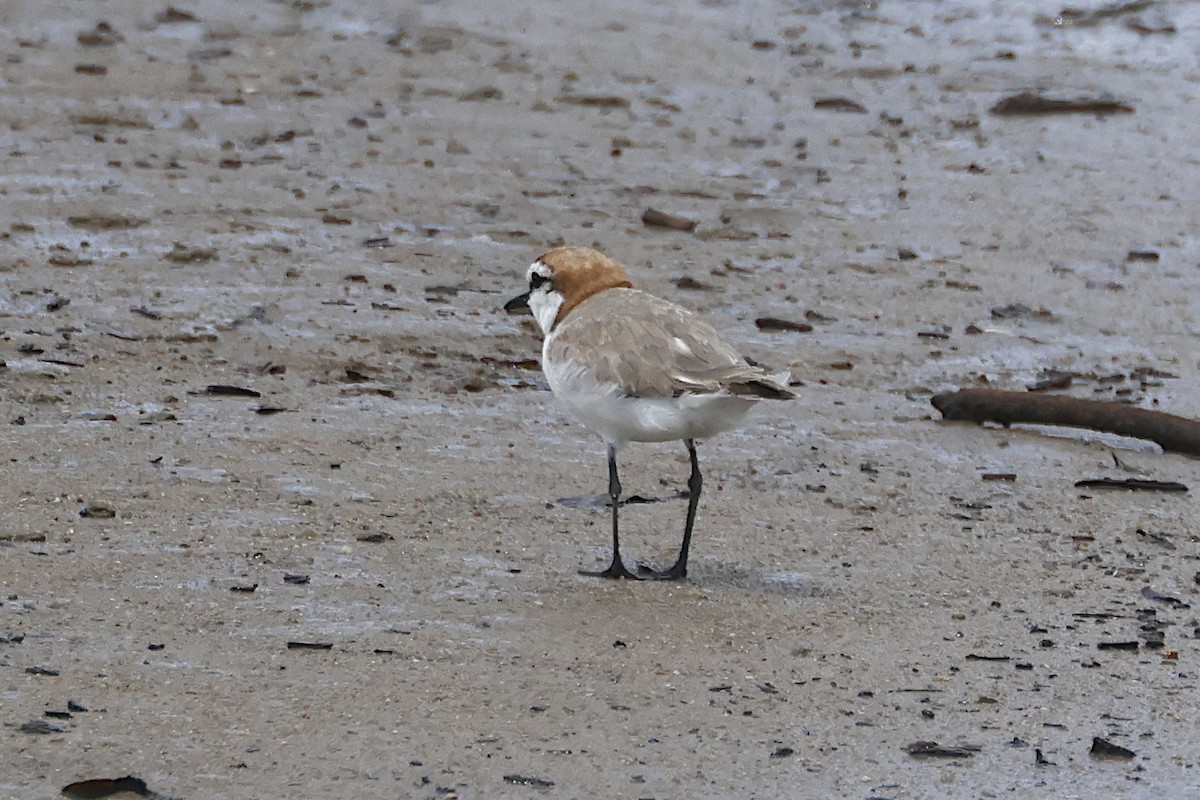 Red-capped Plover - ML644546841