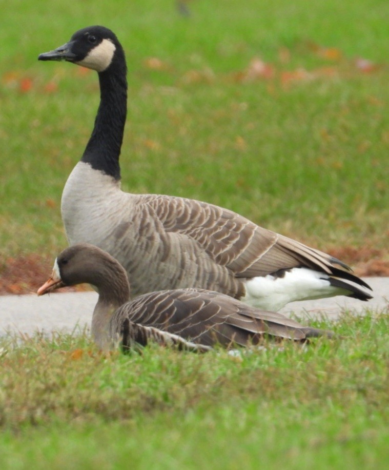 Canada Goose - ML644546845