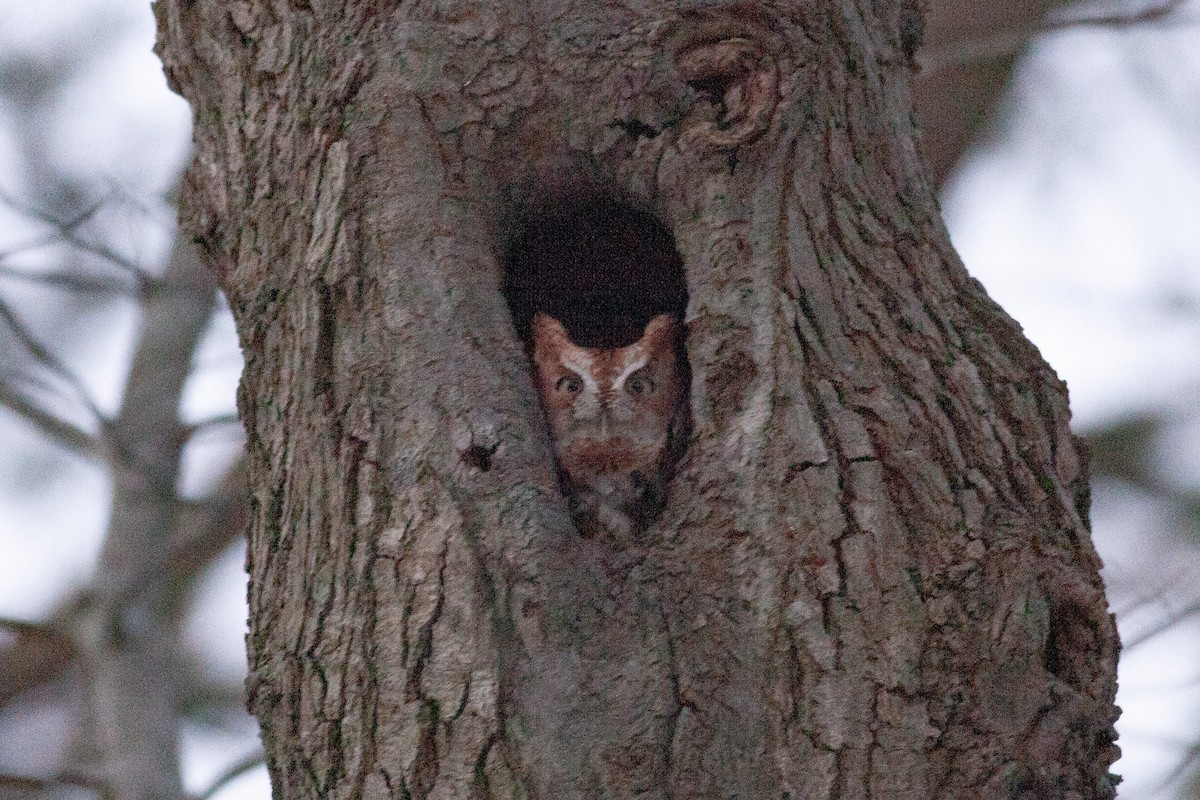 Eastern Screech-Owl - ML644546849
