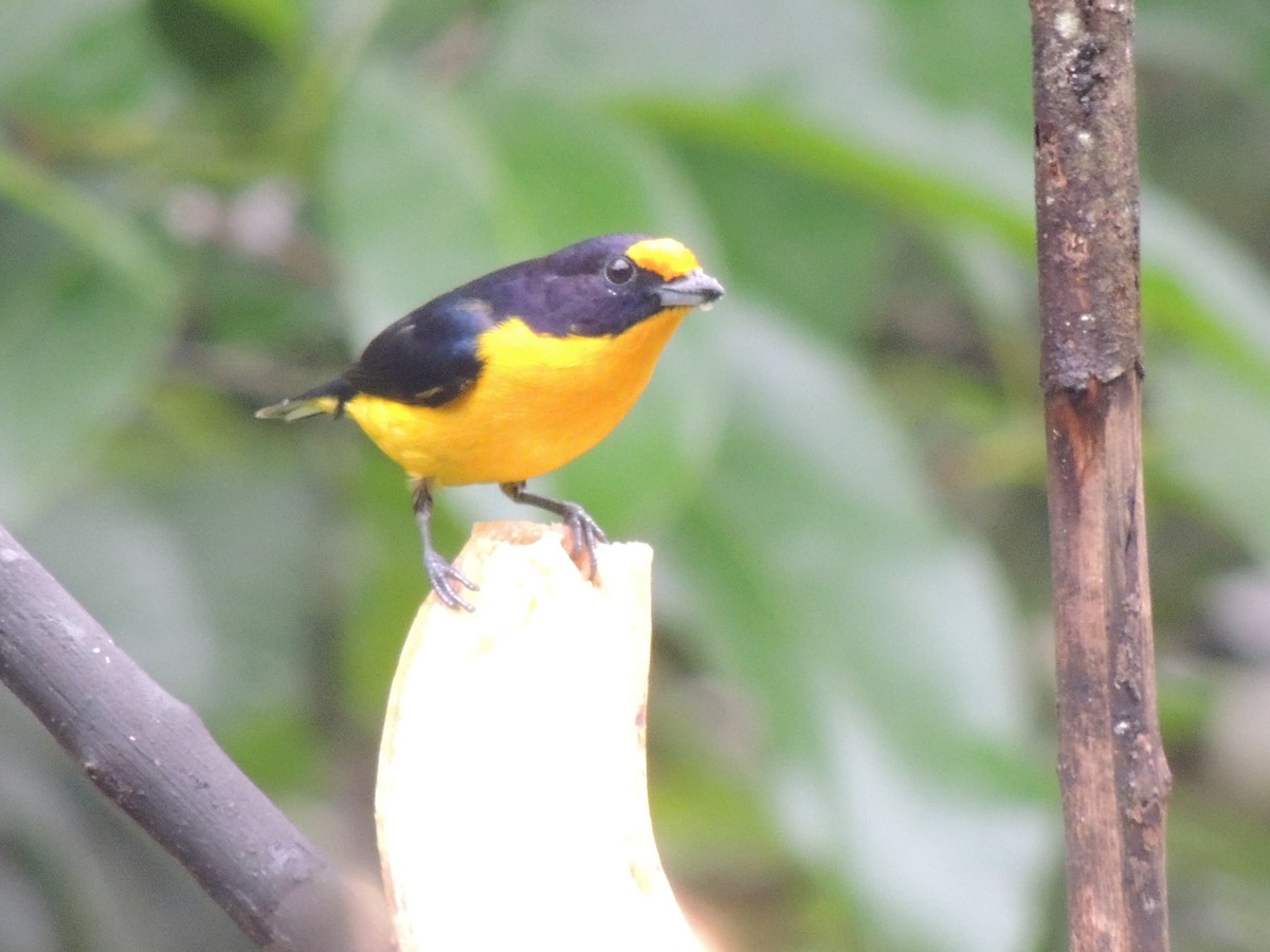 Violaceous Euphonia - ML644546853