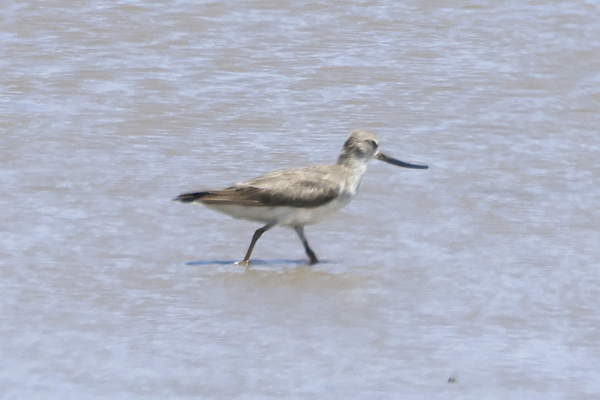 Terek Sandpiper - ML644546858