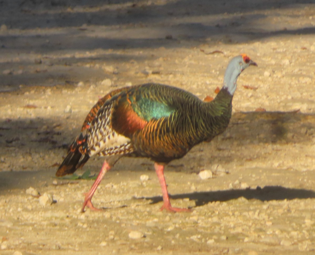 Глазчатая индейка - ML644546883