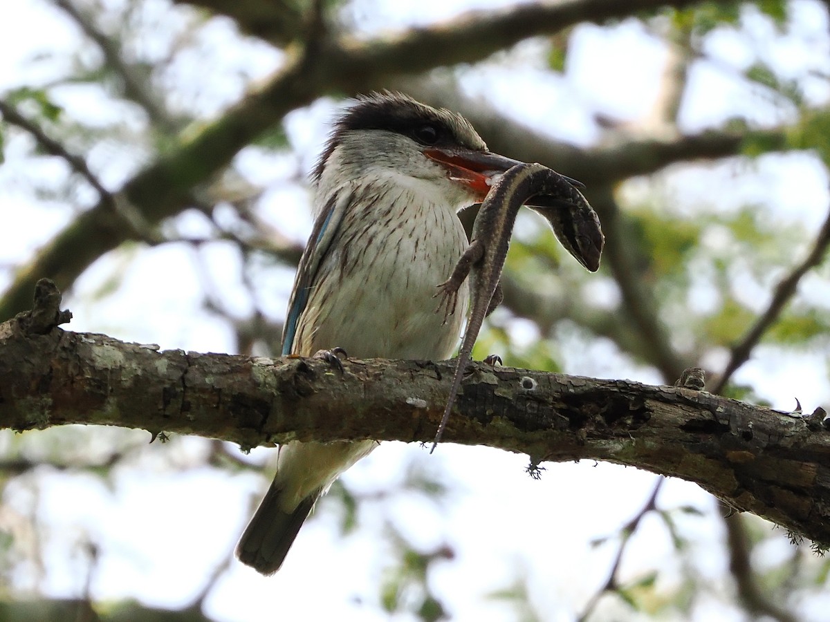 Striped Kingfisher - ML644546885