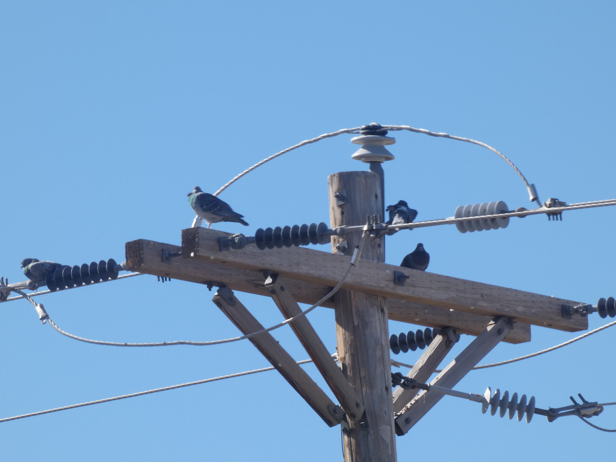 カワラバト（ドバト、家畜型） - ML644546886