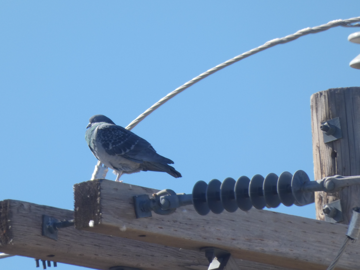 カワラバト（ドバト、家畜型） - ML644546887