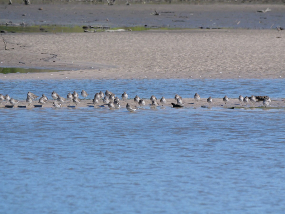 Dunlin - ML644546889