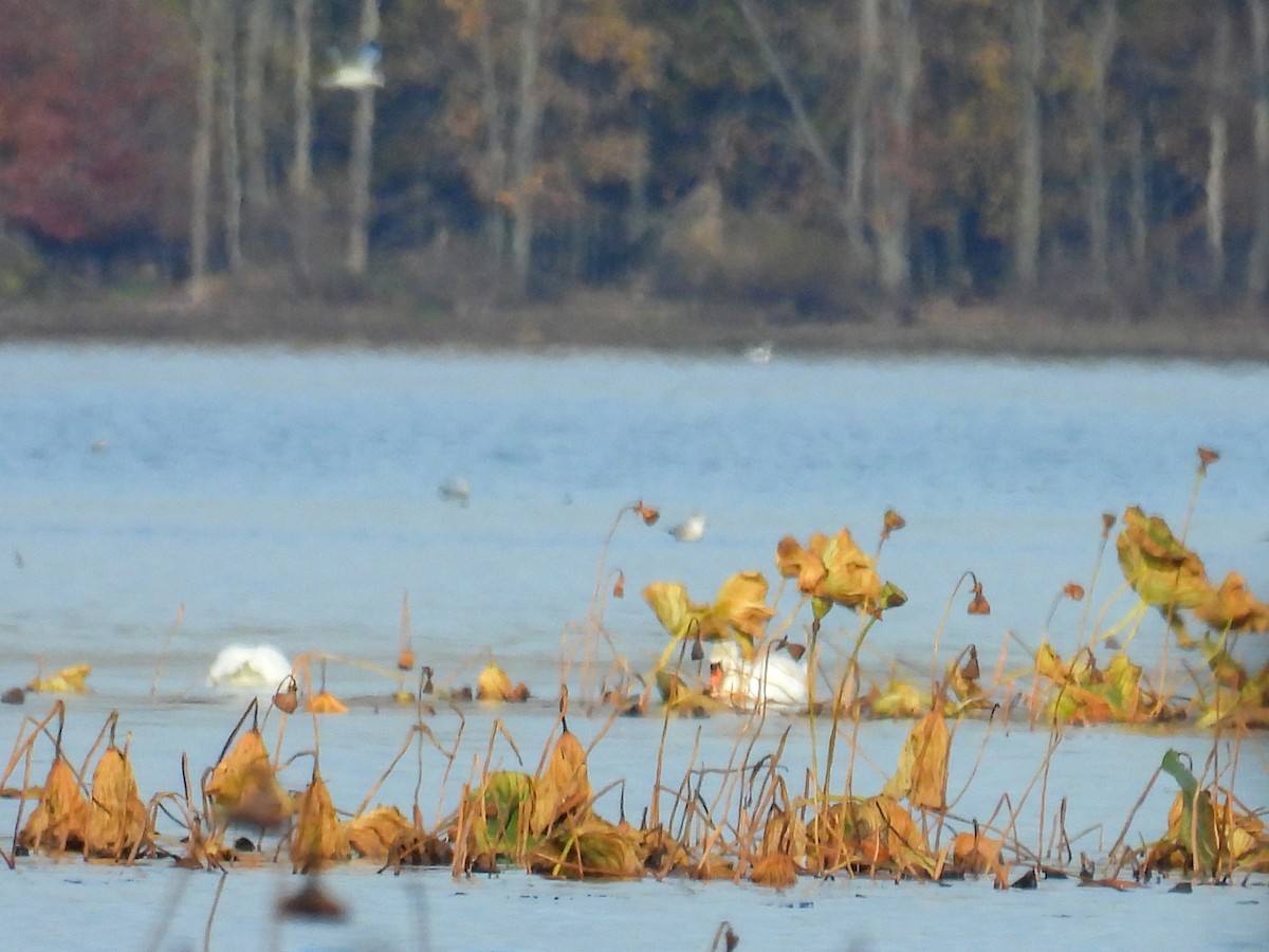 Mute Swan - ML644546904