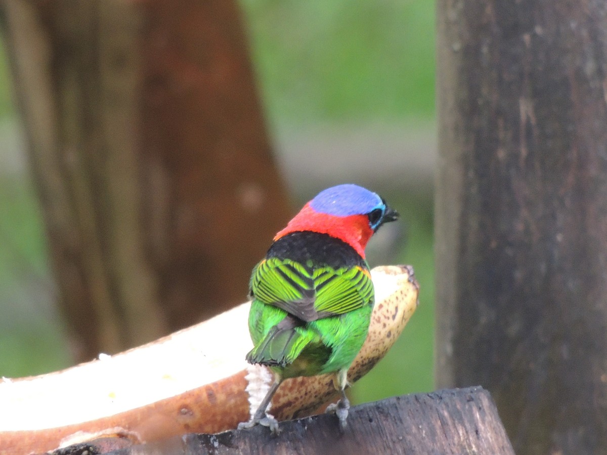 Tangara Militar - ML644546915