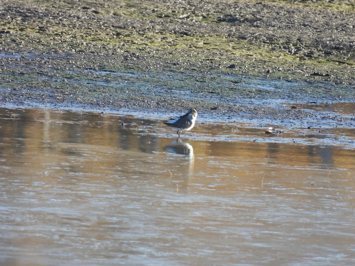 Alpenstrandläufer - ML644546916