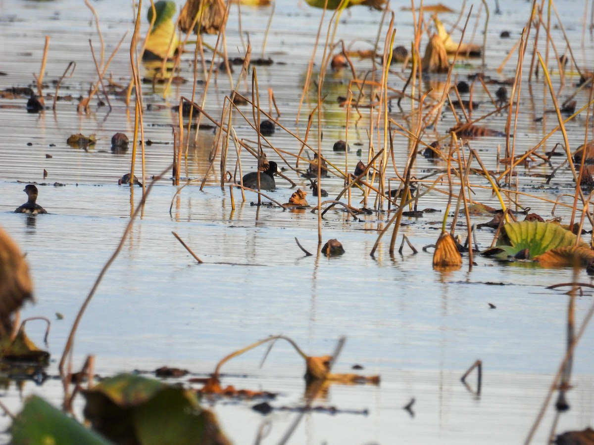 American Coot - ML644546917