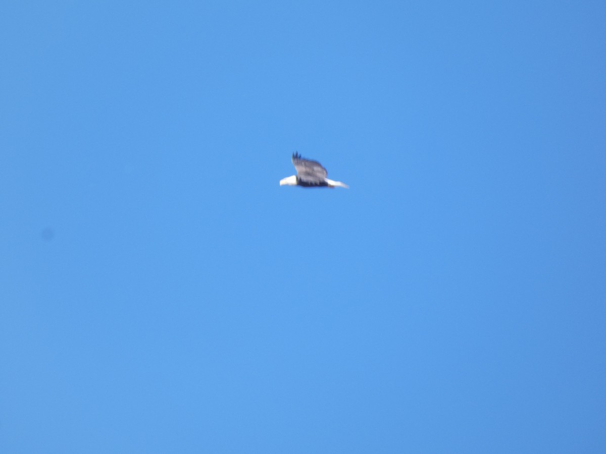 ハクトウワシ - ML644546948