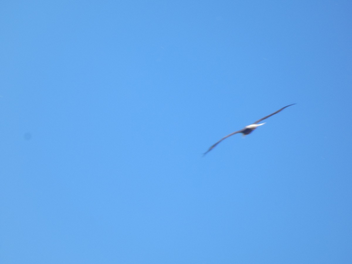 ハクトウワシ - ML644546949