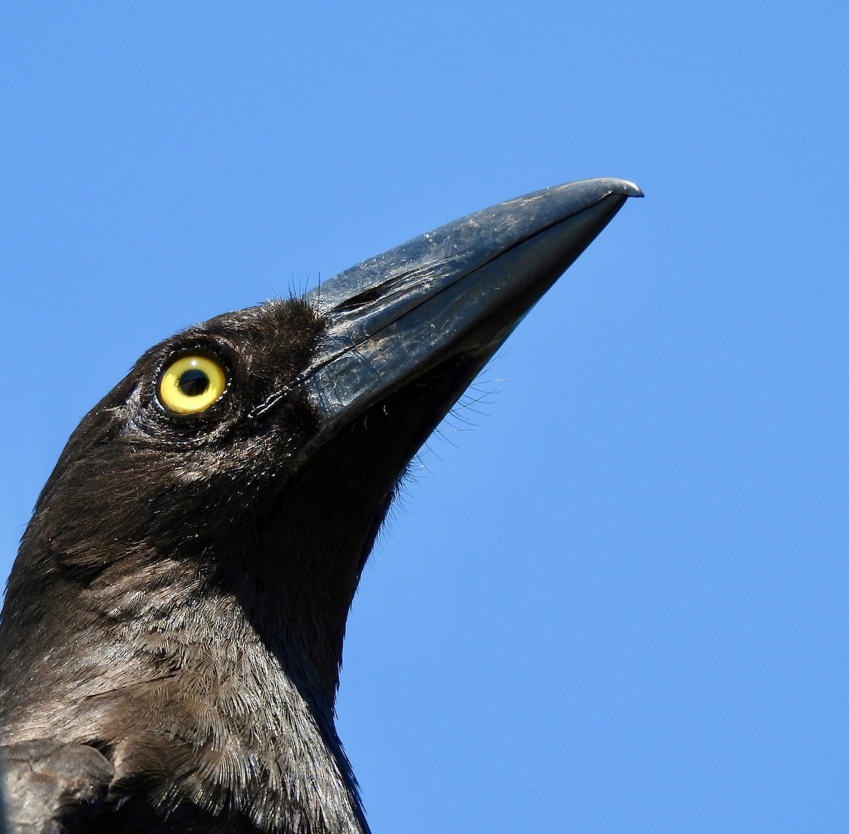Pied Currawong - ML644546959