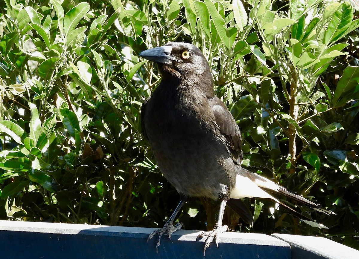 Pied Currawong - ML644546960