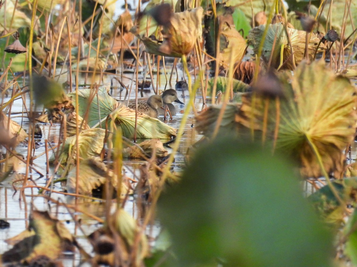 Gadwall - ML644546964