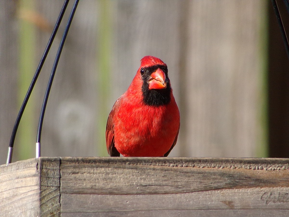 Northern Cardinal - ML644546970