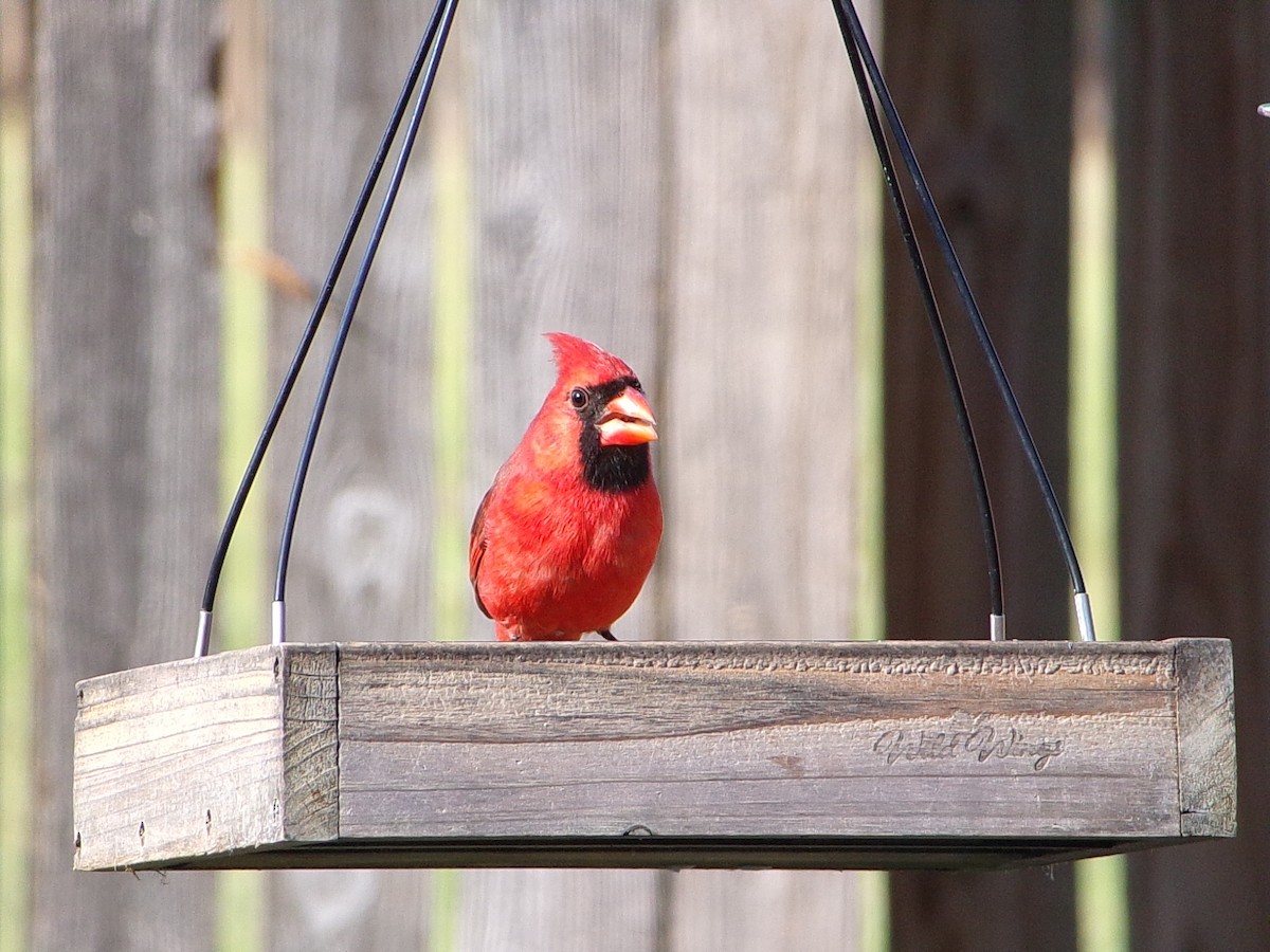 Northern Cardinal - ML644546971
