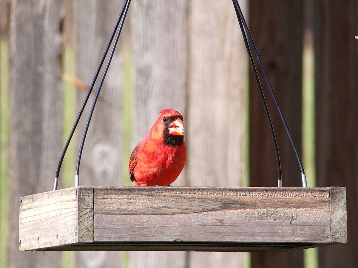 Northern Cardinal - ML644546972