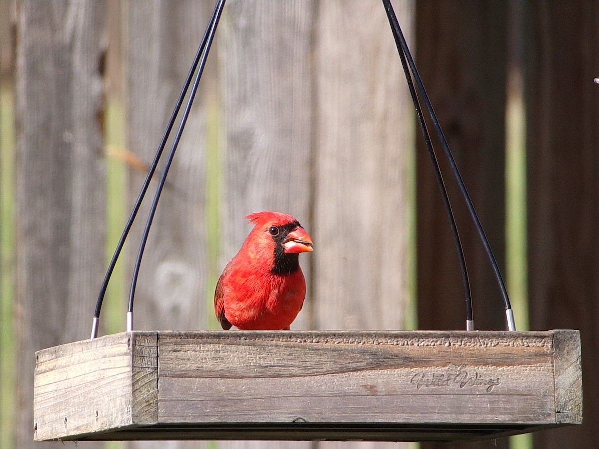 Northern Cardinal - ML644546973