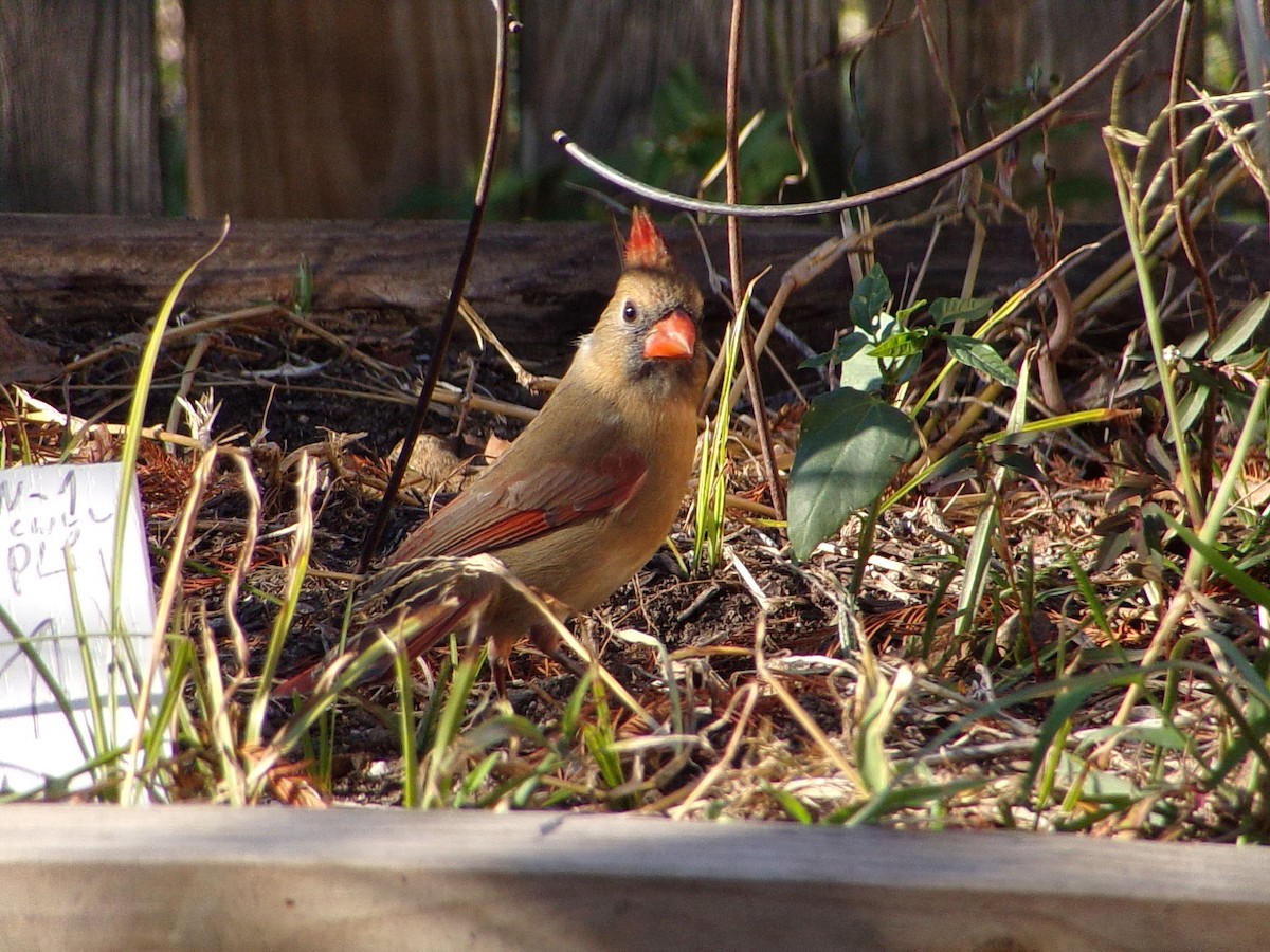 Northern Cardinal - ML644546974
