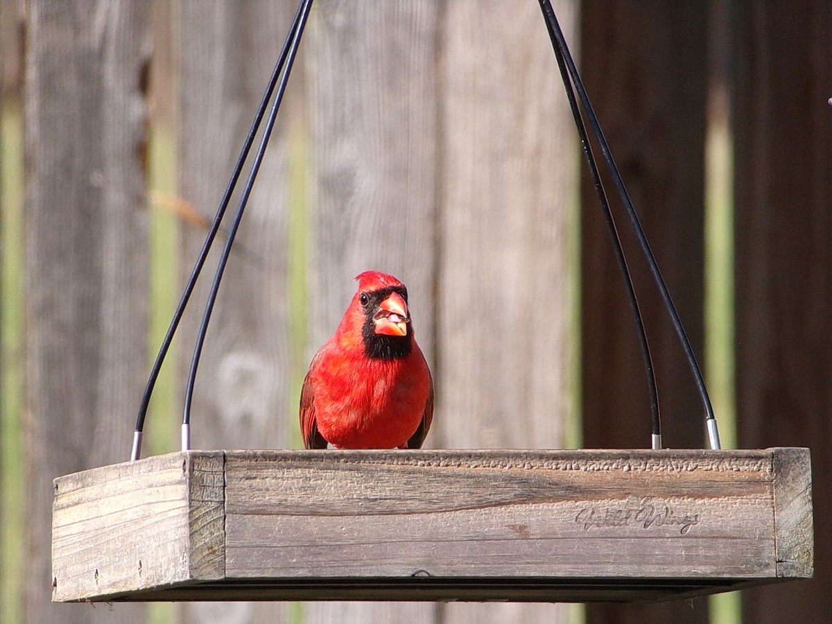 Northern Cardinal - ML644546975