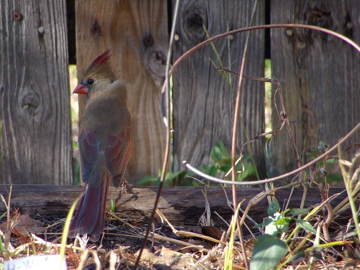 Northern Cardinal - ML644546977