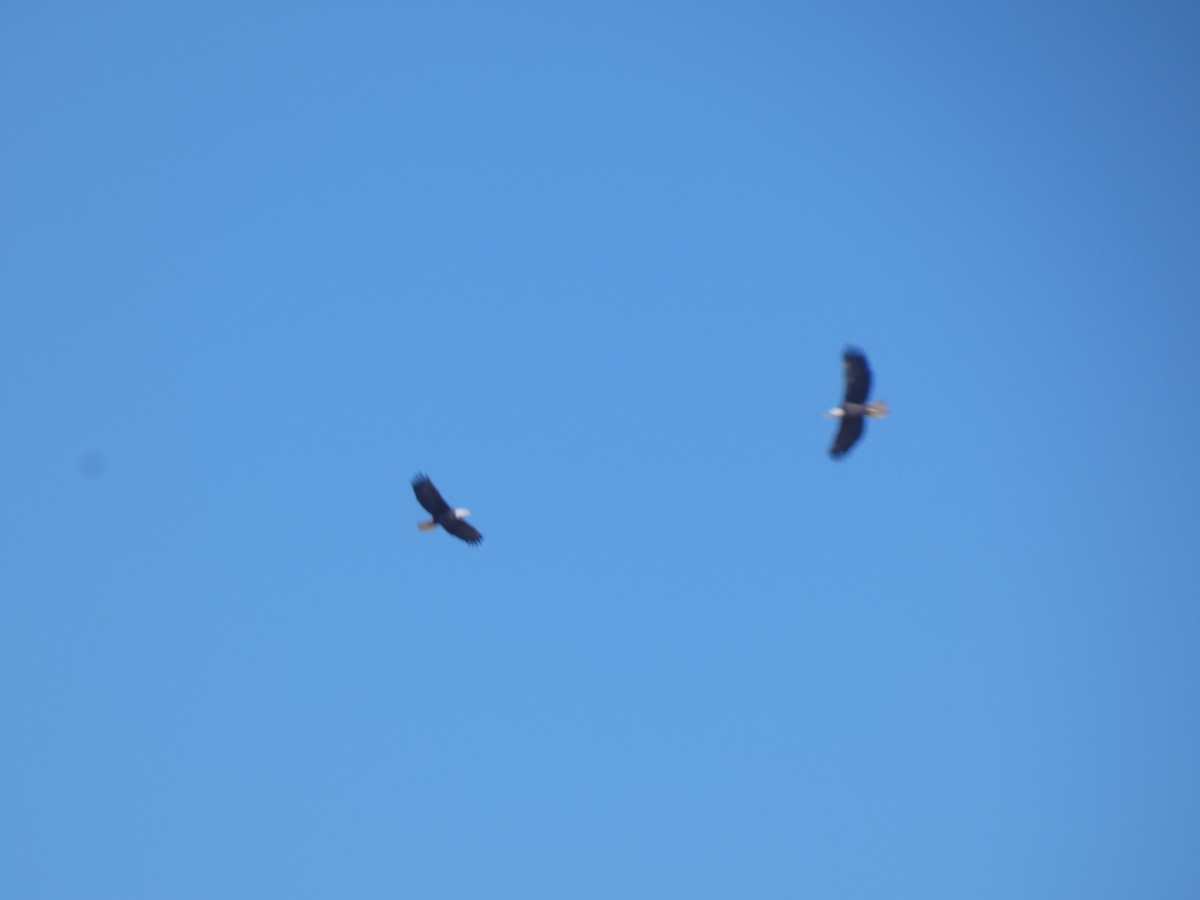 ハクトウワシ - ML644546978