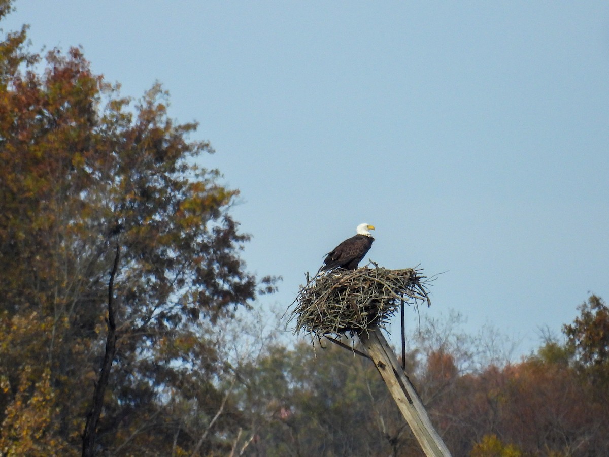 Bald Eagle - ML644546988