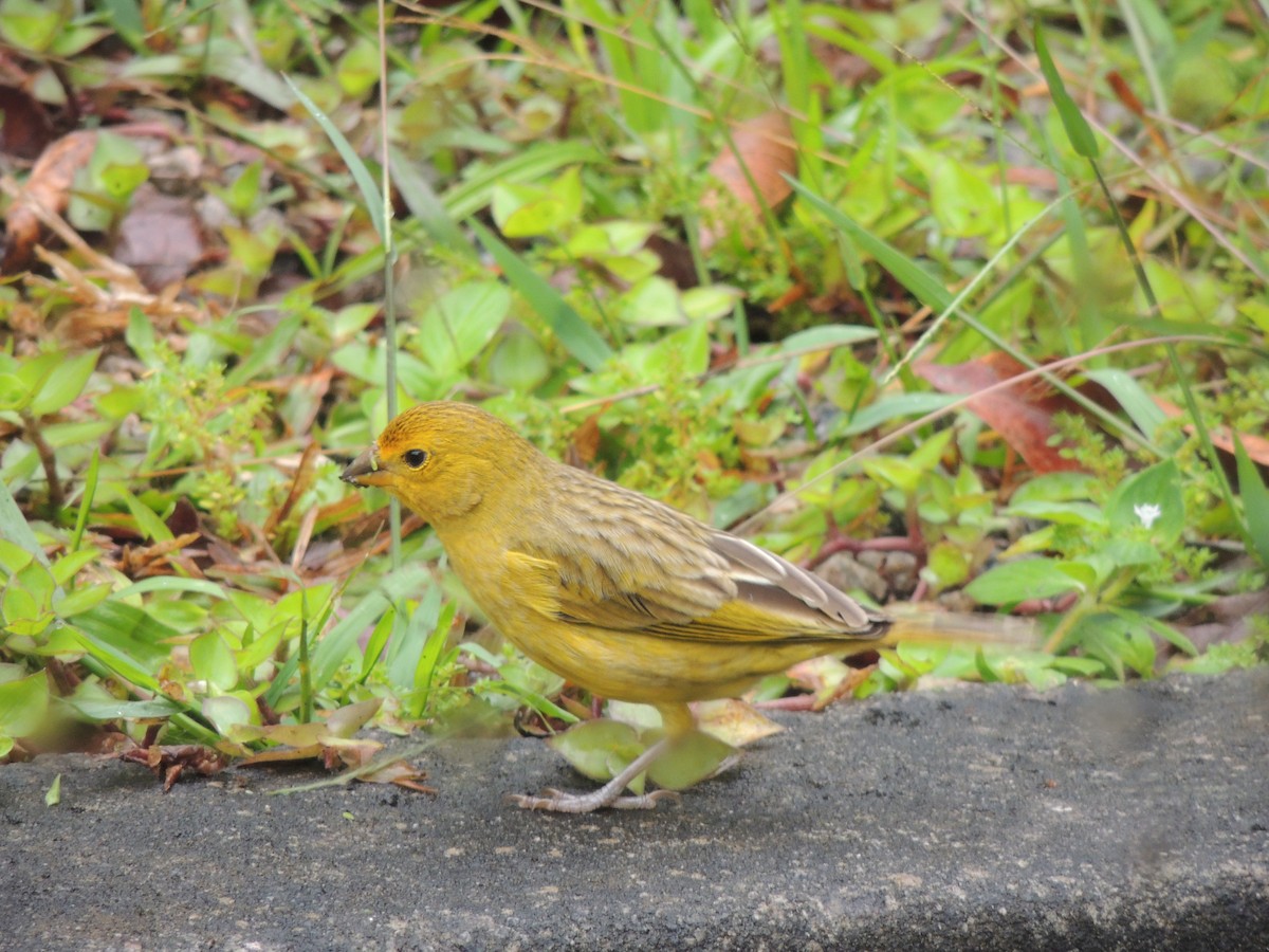 Saffron Finch - ML644546993