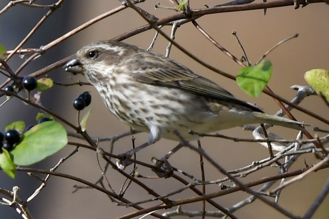 Purple Finch (Eastern) - ML644546999