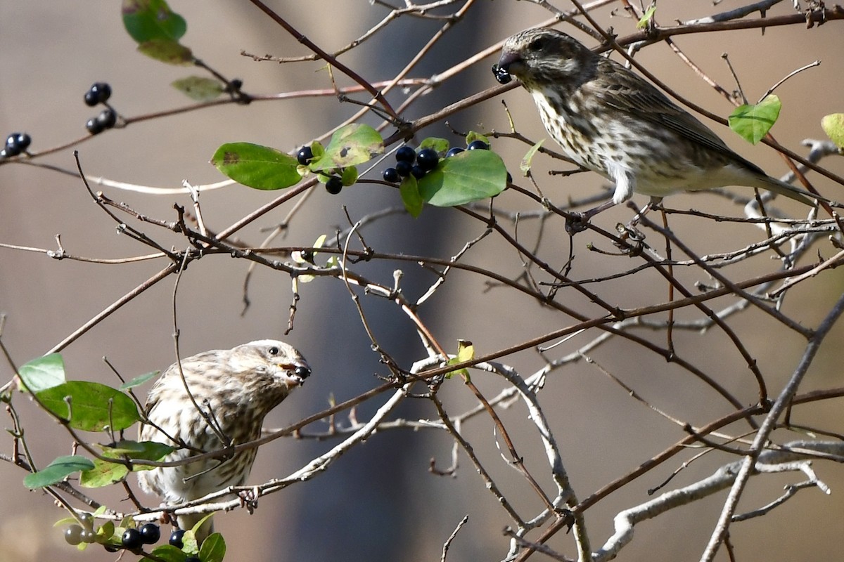 Purple Finch (Eastern) - ML644547000