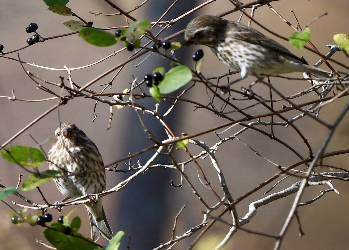 Purple Finch (Eastern) - ML644547001
