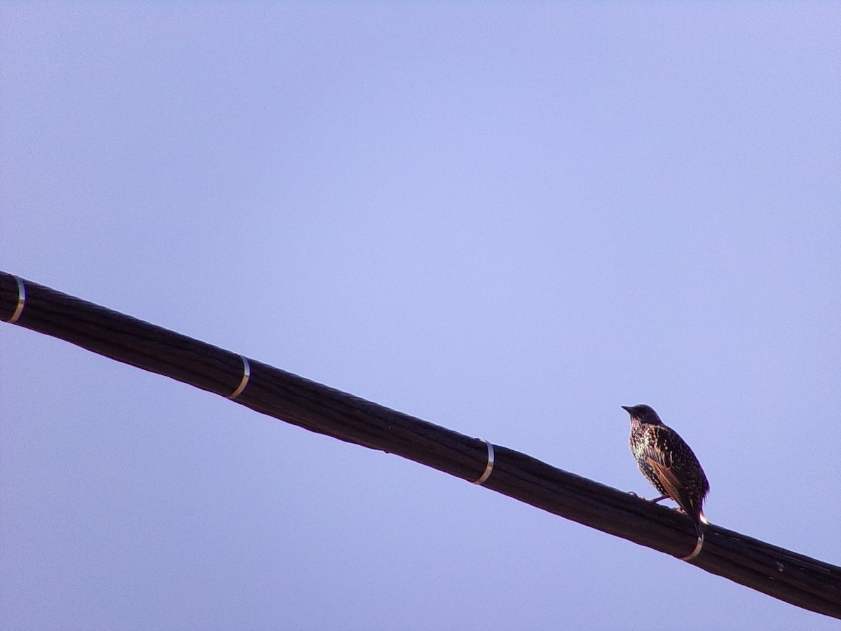 European Starling - ML644547007