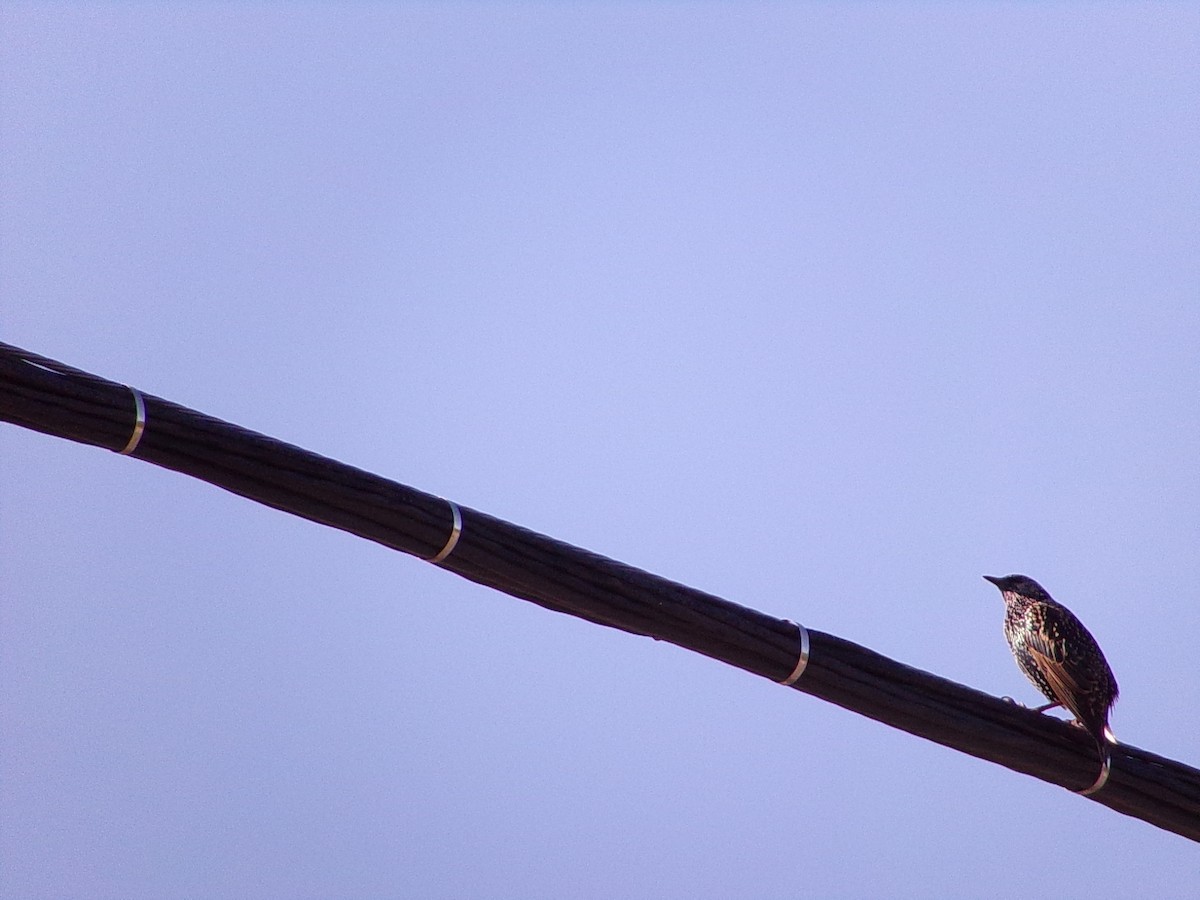 European Starling - ML644547008