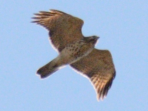 Red-shouldered Hawk (lineatus Group) - ML644547025