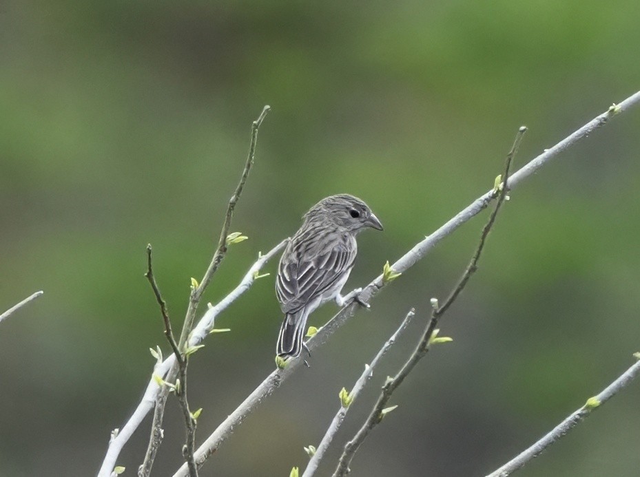 Ash-breasted Sierra Finch - ML644547036