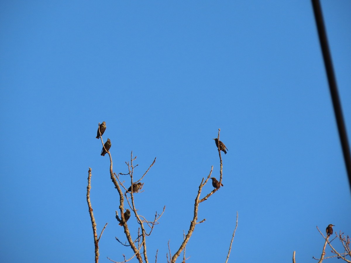 European Starling - ML644547037