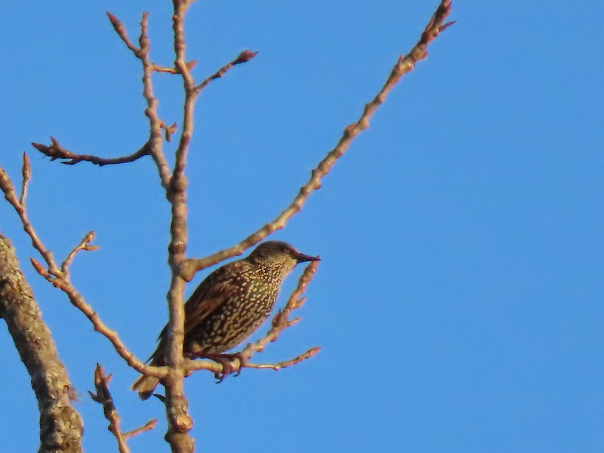 European Starling - ML644547038