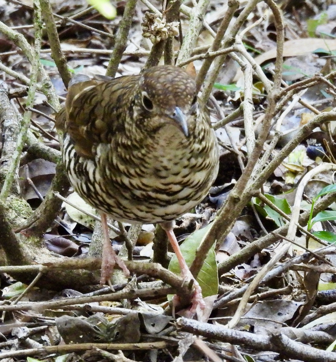 Bassian Thrush - ML644547046