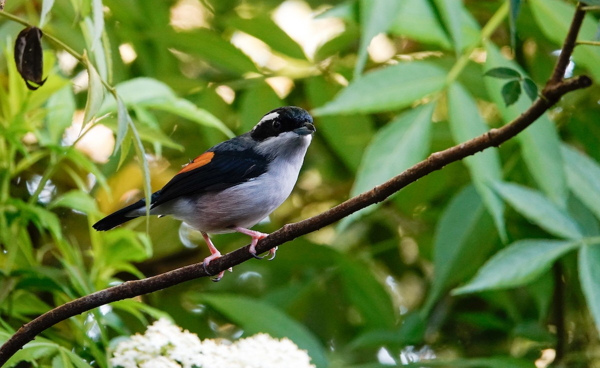 White-browed Shrike-Babbler (Blyth's) - ML644547048