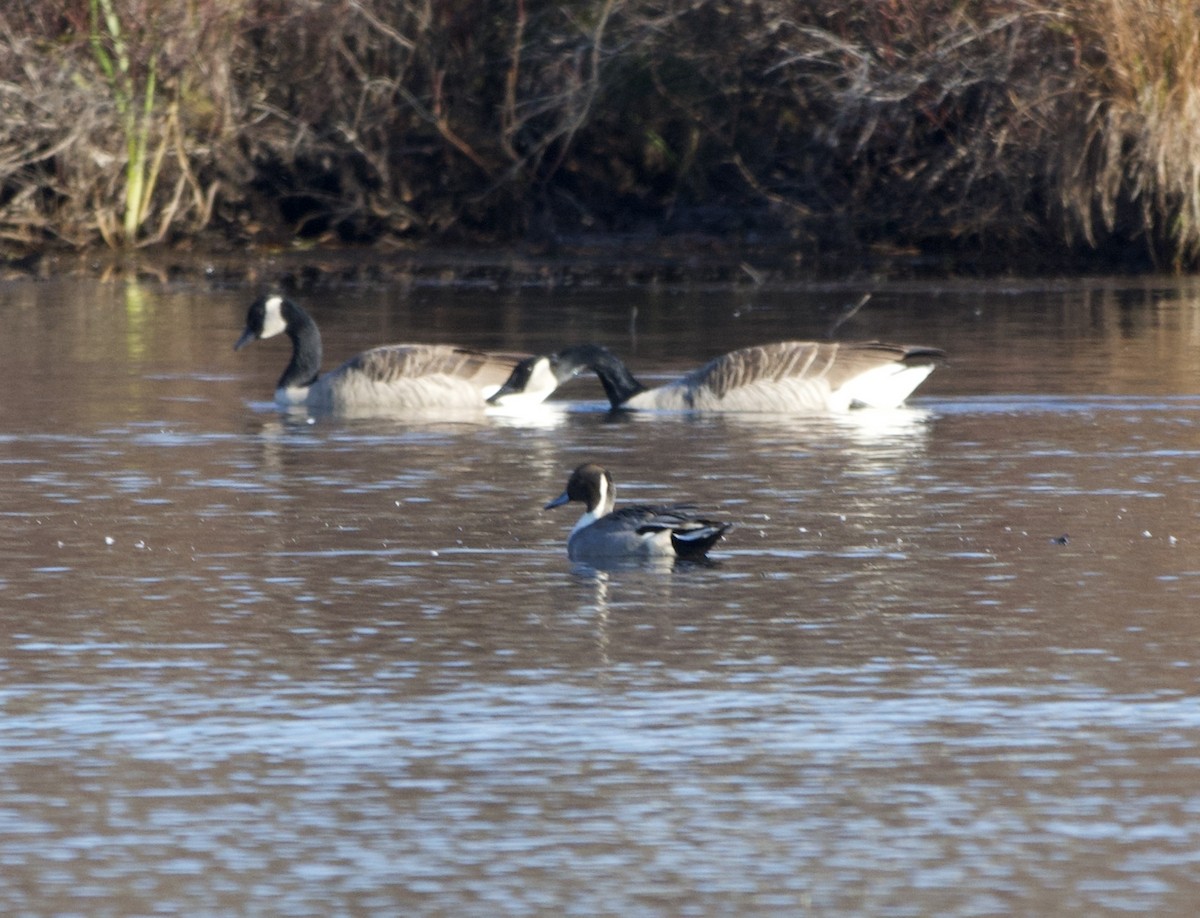Canada Goose - ML644547060
