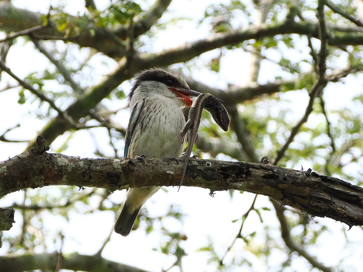 Striped Kingfisher - ML644547062