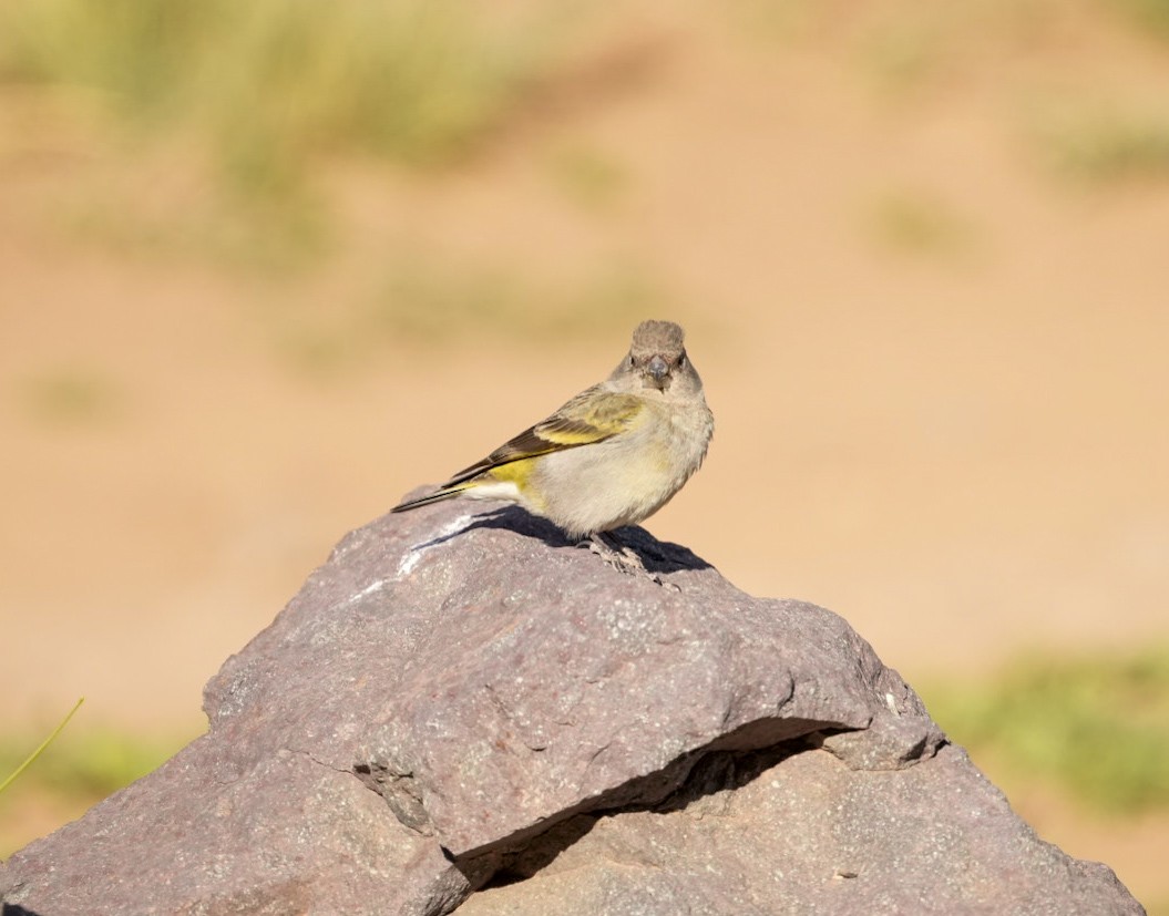 Thick-billed Siskin - ML644547069