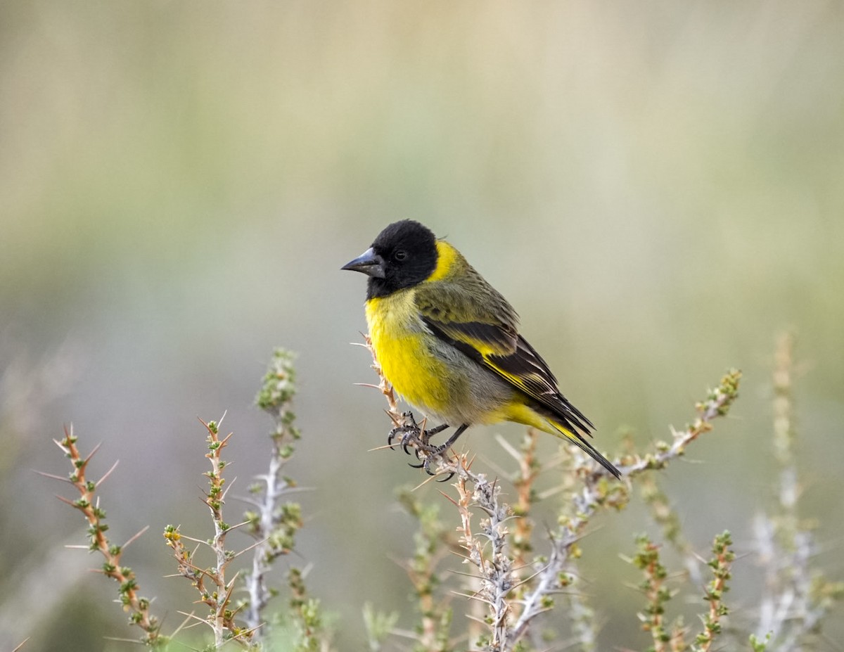 Thick-billed Siskin - ML644547071