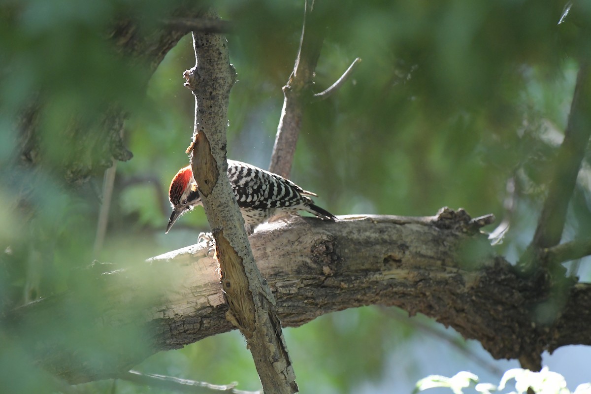 leiderspett - ML644547076