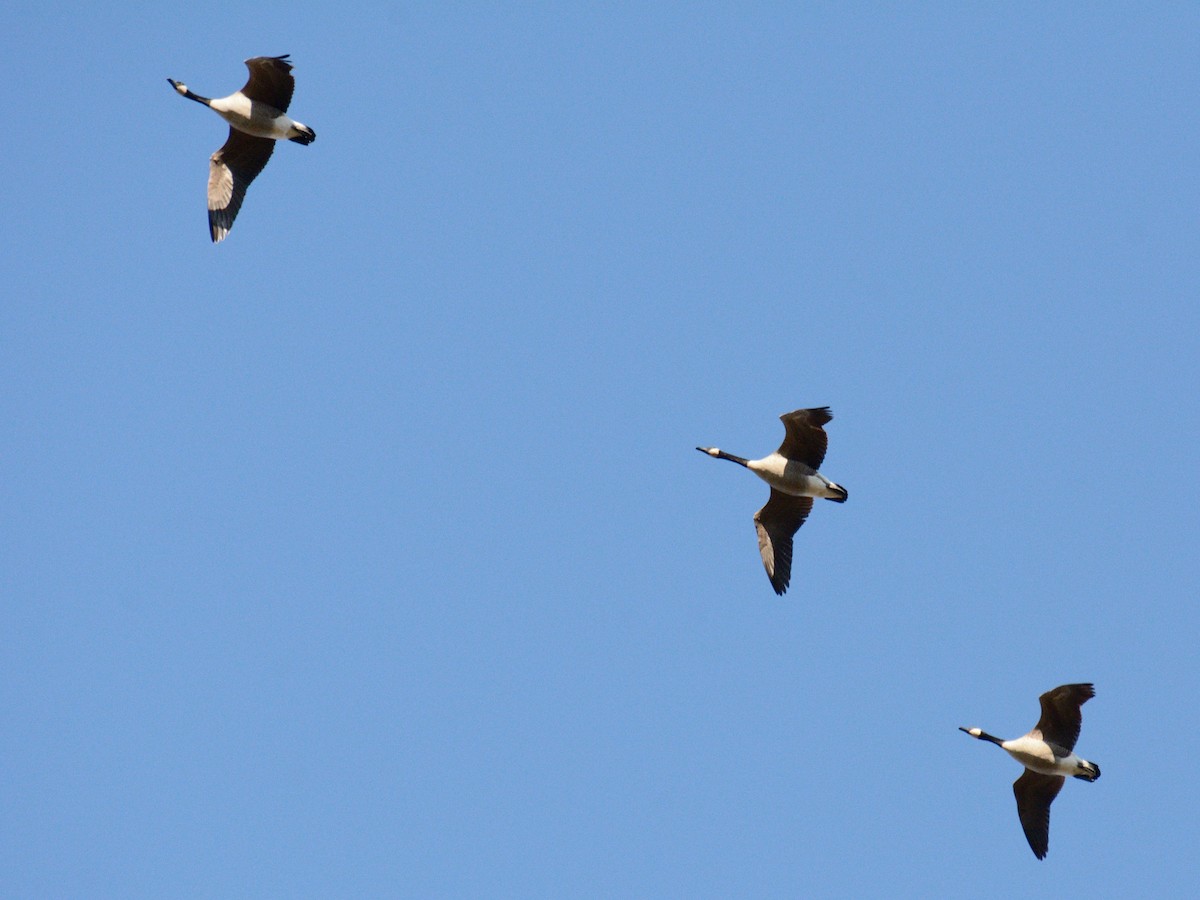 Canada Goose - ML644547077