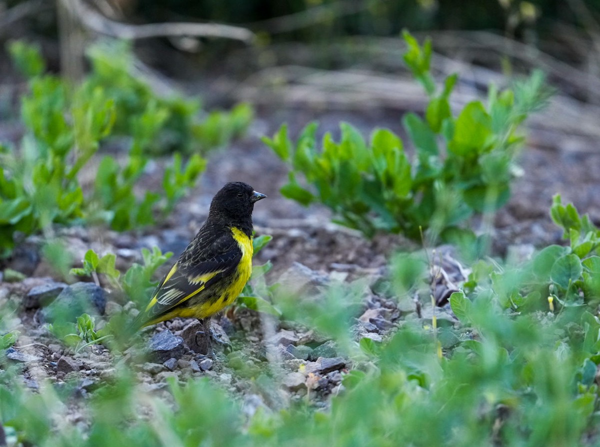 čížek západní - ML644547078